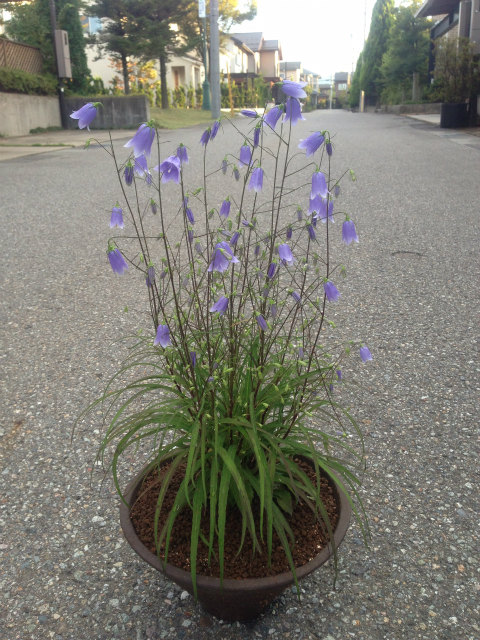 作品集・葉月園